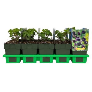 Aquilegia vulgaris Black Barlow' P11
(10 Plants/Order)(11cmP 25cmH)
