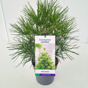 Sciadopitys verticillata Sciadopitys verticillata 50-60C5
(1 Plants/Order)(23cmP 60cmH)