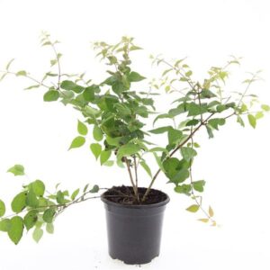 Kolkwitzia amabilis
(8 Plants/Order)(14cmP 10cmH)