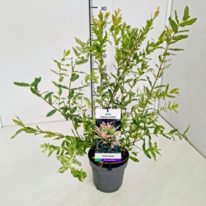 Salix integra Hakuro Nishiki 50-60C5
(1 Plants/Order)(19cmP 60cmH)