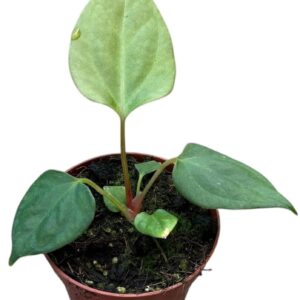 Anthurium Leaf Anthurium Portillae
(14 Plants/Order)(8cmP 10cmH)