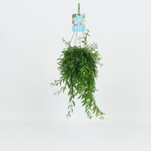 Aeschynanthus Japhrolepis HangonGreen Aeschynanthus Japhrolepis 14 cm (8 Plants/Order)(14cmP 30cmH)