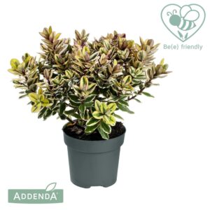 Hebe Tricolor Hebe Addenda® Classica Tricolor P12
(8 Plants/Order)(12cmP 30cmH)