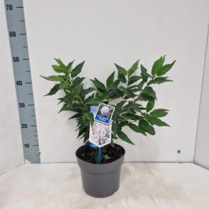 Prunus nipponica Brilljant Brillant'
(1 Plants/Order)(19cmP 45cmH)