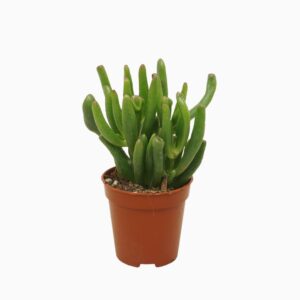 Crassula Gollum 5,5 cm
(20 Plants/Order)(5.5cmP 8cmH)