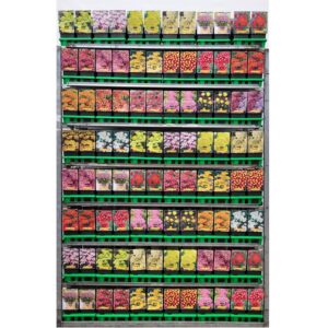 Achillea Achillea mix CC P11 (10 Plants/Order)(11cmP 25cmH)