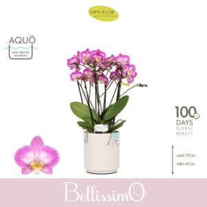 Phalaenopsis Multiflora Bellissimo Caro in Molise White Aquo
(3 Plants/Order)(15cmP 50cmH)