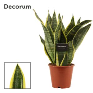 Sansevieria Futura Superba
(10 Plants/Order)(12cmP 35cmH)