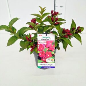 Weigela florida Weigela 'Cherry Love' 25-30C3
(1 Plants/Order)(19cmP 45cmH)