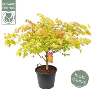 Acer shirasawanum Moonrise'
(1 Plants/Order)(50cmP 140cmH)