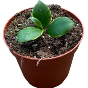 Hoya Hoya Heuschkeliana Albomarginata
(14 Plants/Order)(8cmP 10cmH)