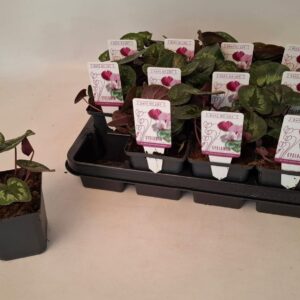 Cyclamen coum Cyclamen coum classic leaf dark pink 9 cm
(12 Plants/Order)(9cmP 10cmH)