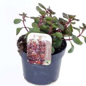 Sedum spurium Purple winter
(8 Plants/Order)(13cmP 20cmH)