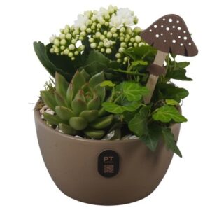 Arrangement kamer PTHI3245 Arrangement Autumn Indoor in Ceramics schaal
(6 Plants/Order)(14cmP 18cmH)