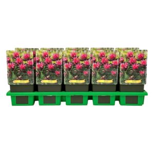 Monarda didyma Pink Lace' P11
(10 Plants/Order)(11cmP 25cmH)