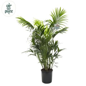 Howea forsteriana KENTIA P34 H220 15PP Air So Pure
(1 Plants/Order)(34cmP 220cmH)