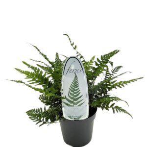 Polystichum tsus-simense Polystichum tsus-simense ES11 0,7l
(15 Plants/Order)(11cmP 15cmH)