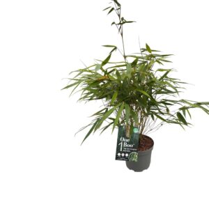 Fargesia robusta Pingwu One Boo™ Wall P17
(6 Plants/Order)(17cmP 50cmH)