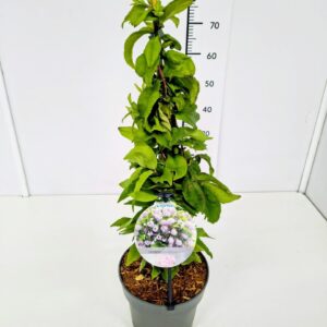 Deutzia Deutzia hybrida 'Raspberry Sundae' 50-60C5
(1 Plants/Order)(23cmP 70cmH)