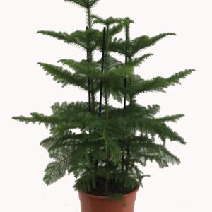 Araucaria heterophylla (2 tak)
(1 Plants/Order)(27cmP 110cmH)