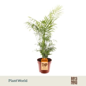 Chamaedorea elegans
(6 Plants/Order)(17cmP 60cmH)