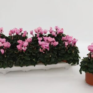 Cyclamen Metis Victoria Cyclamen Victoria Pink
(8 Plants/Order)(10.5cmP 20cmH)