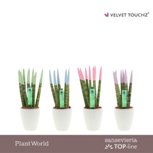 Sansevieria Cylindrica VELVET TOUCHZ® Pastel mix in Ceramics Osaka
(16 Plants/Order)(6cmP 20cmH)