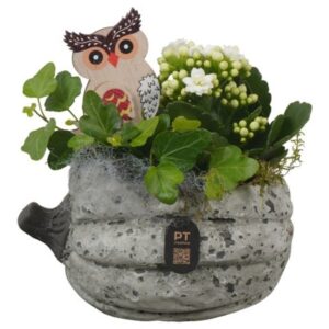 Arrangement kamer PTHI3261 Arrangement Autumn Indoor in beton Pot
(5 Plants/Order)(15cmP 18cmH)