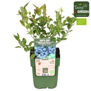 Vaccinium corymbosum Bluecrop Bio P13
(10 Plants/Order)(13cmP 30cmH)