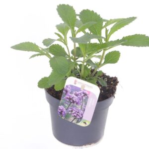 Verbena bonariensis
(8 Plants/Order)(13cmP 20cmH)