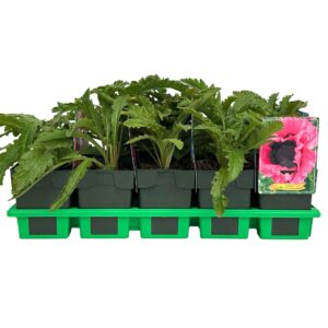 Papaver Raspberry Queen orientale P11
(10 Plants/Order)(11cmP 25cmH)