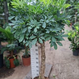 Schefflera Compacta rechte stam
(1 Plants/Order)(35cmP 180cmH)