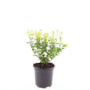 Euonymus fortunei Emerald n Gold
(8 Plants/Order)(14cmP 10cmH)