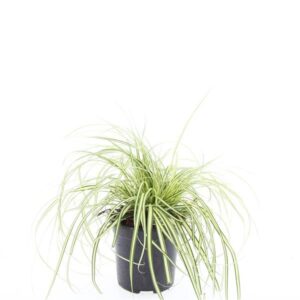 Carex hachijoensis Evergold oshim.
(8 Plants/Order)(14cmP 10cmH)