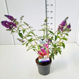 Buddleja Buddleja dav. 'Flower Power' C3
(1 Plants/Order)(19cmP 40cmH)