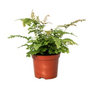 Adiantum hispidulum Adiantum Hispidulum (Rough Maidenhair) (20 Plants/Order)(8.5cmP 20cmH)