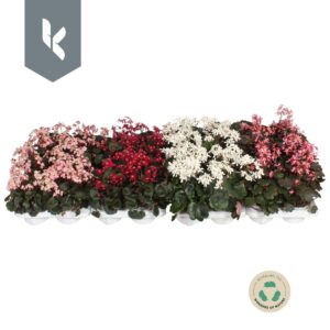 Saxifraga cortusifolia Dancing Pixi Saxifraga Dancing Pixies mix laag
(8 Plants/Order)(12cmP 25cmH)