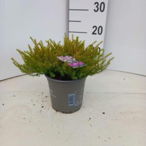 Erica Darley Mary Helen'
(6 Plants/Order)(15cmP 20cmH)