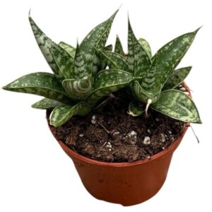 Sansevieria other Zebra
(20 Plants/Order)(6cmP 5cmH)