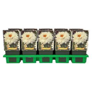 Leucanthemum Ohh La Lagrande maximum 'Ooh p11
(10 Plants/Order)(11cmP 25cmH)
