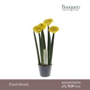 Sansevieria Cylindrica Sansevieria TOP-line Bouquetz Yellow P8,5
(6 Plants/Order)(8.5cmP 35cmH)