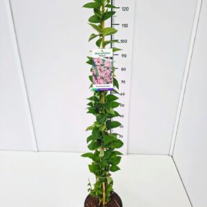 Abeliophyllum distichum Abeliophyllum dist. 'Roseum' 80-100C5
(1 Plants/Order)(23cmP 100cmH)
