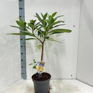 Edgeworthia chrysantha Gra 80-90
(1 Plants/Order)(23cmP 90cmH)