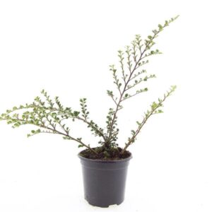 Cotoneaster nanshan Boer
(8 Plants/Order)(14cmP 10cmH)
