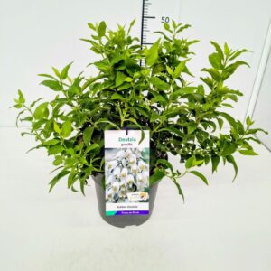 Deutzia gracilis Deutzia gracilis 40-50C5
(1 Plants/Order)(23cmP 60cmH)