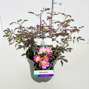 Rosa other glauca Rosa glauca 50-60C5
(1 Plants/Order)(23cmP 50cmH)