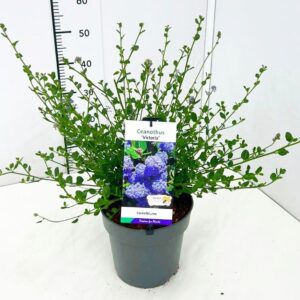 Ceanothus impressus Victoria Ceanothus thyrs. 'Skylark' ('Victoria') 30-40C5 met Bloemknop
(1 Plants/Order)(23cmP 50cmH)