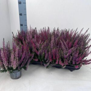 Calluna Beauty Ladies Wild Berry Wo Starlight Trio_WILDBERRY
(10 Plants/Order)(10.5cmP 22cmH)