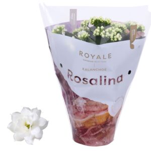 Kalanchoe blossfeldiana Rosalina Do Kalanchoe Rosalina 12cm Royale Dione white
(10 Plants/Order)(12cmP 27cmH)