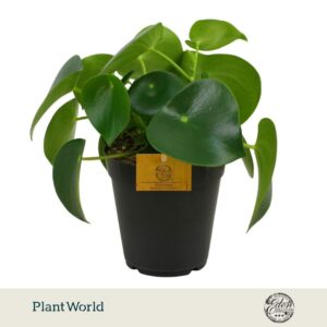 Peperomia Raindrop Polybotrya 15cm
(6 Plants/Order)(15cmP 25cmH)